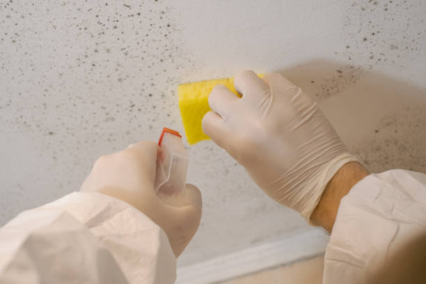 Best Water Damage & Mold Remediation  in Anderson Creek, NC