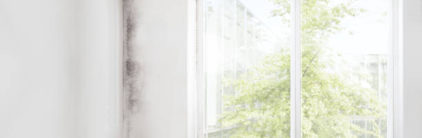 Best Mold Odor Removal Services  in Anderson Creek, NC