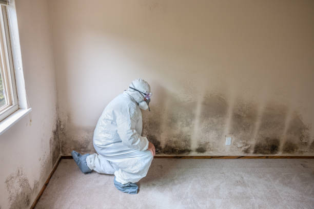 Best Asbestos and Lead Testing During Mold Inspection  in Anderson Creek, NC